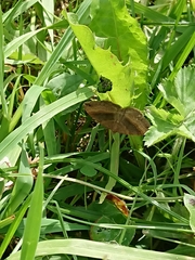 Scotopteryx chenopodiata