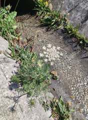 Daucus carota