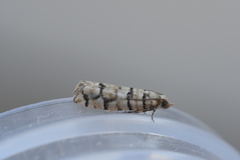 Blastesthia tessulatana