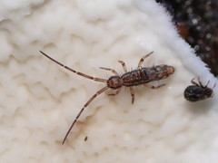 Paronellidae