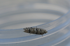 Blastesthia tessulatana