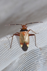 Adelphocoris vandalicus