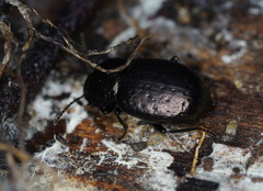 Adelium abbreviatum
