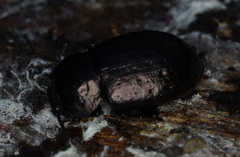 Adelium abbreviatum