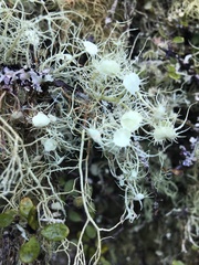 Usnea ciliifera