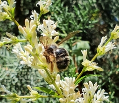 Xylocopa cantabrita