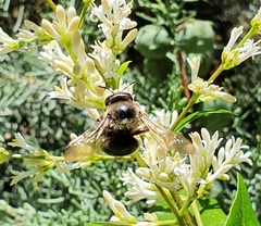 Xylocopa cantabrita