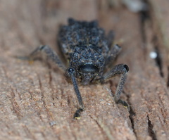 Poropterus succisus