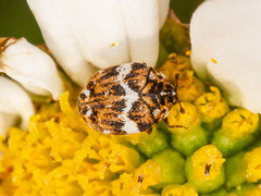 Anthrenus angustefasciatus