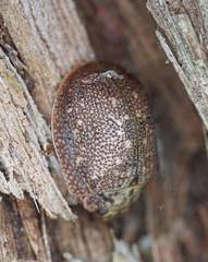 Paropsis delittlei
