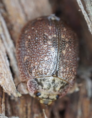 Paropsis delittlei