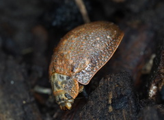 Paropsis delittlei