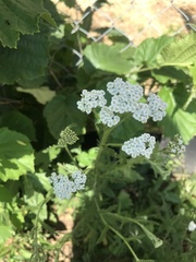 Achillea millefolium