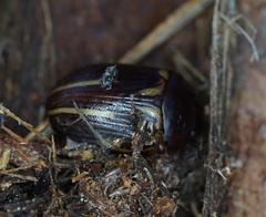 Paropsisterna lineata