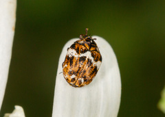 Anthrenus angustefasciatus