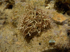 Amphiroa