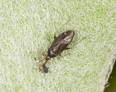 Plagiognathus arbustorum