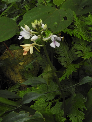 Image of Calanthe masuca by (c) Hopeland, some rights reserved (CC BY)