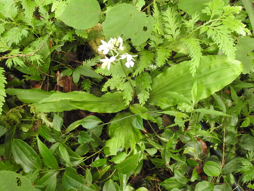 Image of Calanthe masuca by (c) Hopeland, some rights reserved (CC BY)