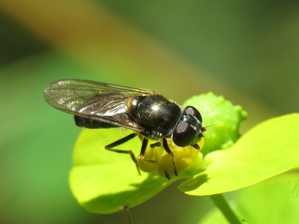 Cheilosia scutellata