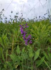 Salvia pratensis