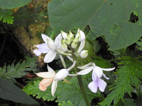 Image of Calanthe masuca by (c) Hopeland, some rights reserved (CC BY)