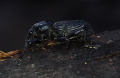 Prostomus scutellaris