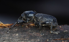 Prostomus scutellaris