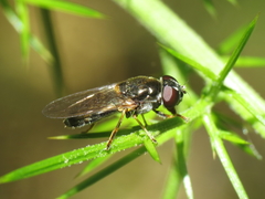 Cheilosia scutellata