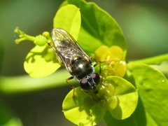 Cheilosia scutellata