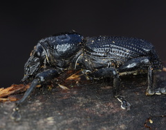 Prostomus scutellaris