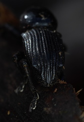 Prostomus scutellaris