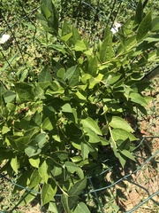 Magnoliopsida