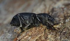 Prostomus scutellaris