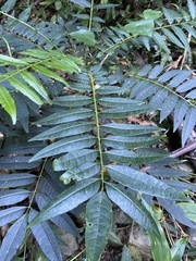 Ailanthus triphysa