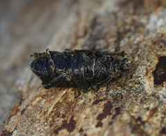 Prostomus scutellaris