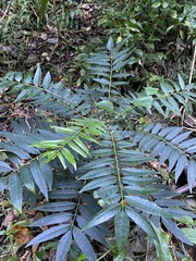 Ailanthus triphysa