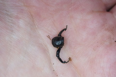 Prostomus scutellaris