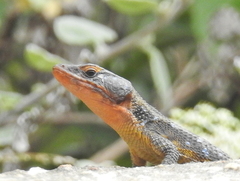 Ninurta coeruleopunctatus