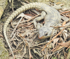 Pseudocordylus microlepidotus microlepidotus
