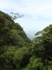 Bentinckia condapanna