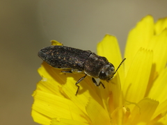 Acmaeoderella adspersula