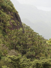 Bentinckia condapanna