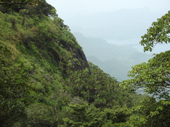 Bentinckia condapanna