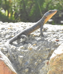 Ninurta coeruleopunctatus