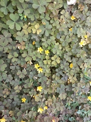 Oxalis corniculata
