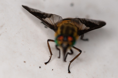 Chrysops viduatus