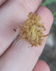 Pilosella officinarum