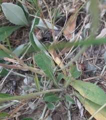 Pilosella officinarum