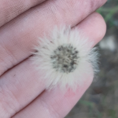 Pilosella officinarum